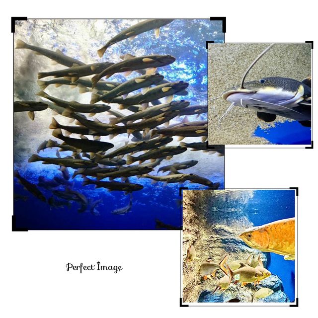 山の水族館