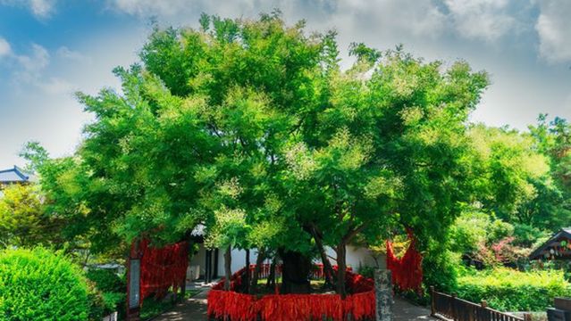 xiang wang shou zhi huai