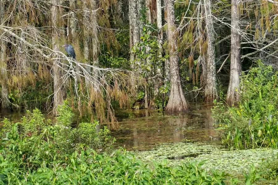 漁漁河湿地公園