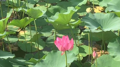 Shuichuan Wetland Park