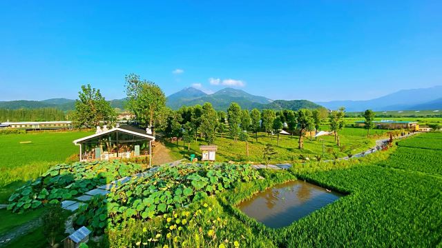 Huangmei