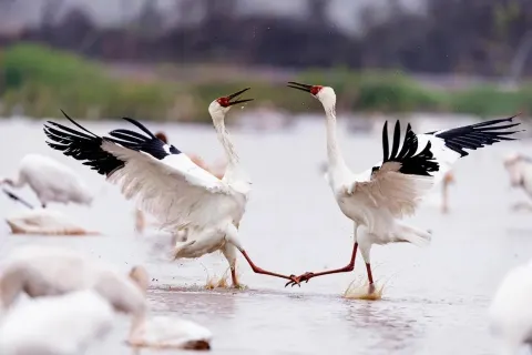 Bird Watching in Jiujiang