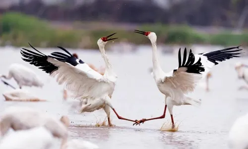 Birdwatching in Jiujiang
