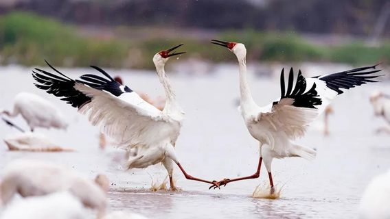 Bird Watching in Jiujiang