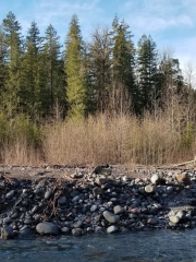 Mt. Baker Snoqualmie NF