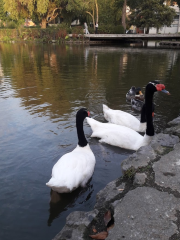 Laguna Los Patos, UdeC