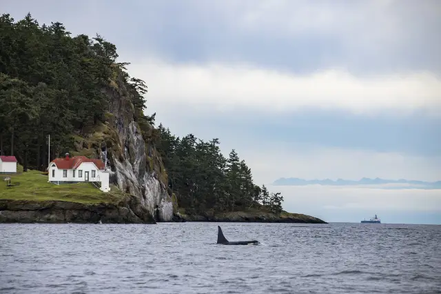 Whale Watching At Sea in Vancouver
