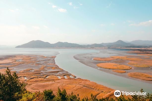 Suncheon Bay Reed Field