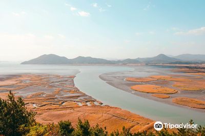 Suncheon Bay Reed Field