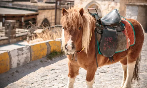 Horse Riding in Cappadocia