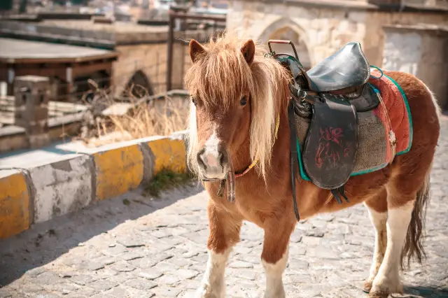 Horse Riding in Cappadocia