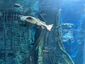 Aquarium Medellin