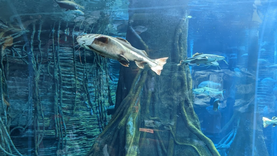 Aquarium Medellin