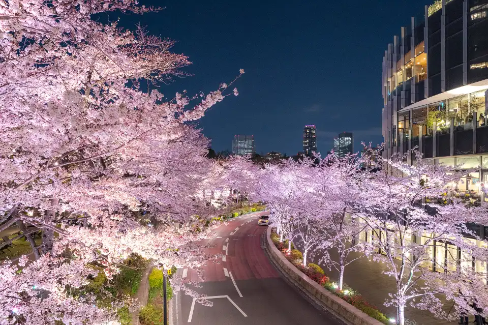 5_Roppongi