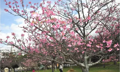 Onoyama Park