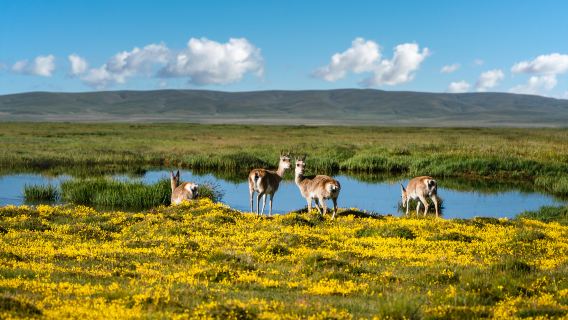 Qinghai Maduo Three-River-Source National Park