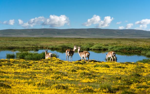 Qinghai Maduo Three-River-Source National Park