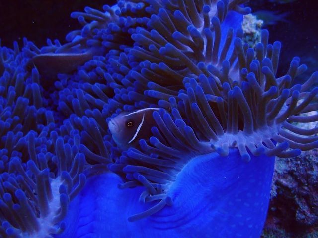 Koh Similan of Thailand