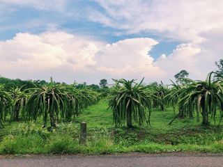 Road trip in Chaiyaphum from Bangkok