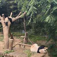 장미 가득한 에버랜드