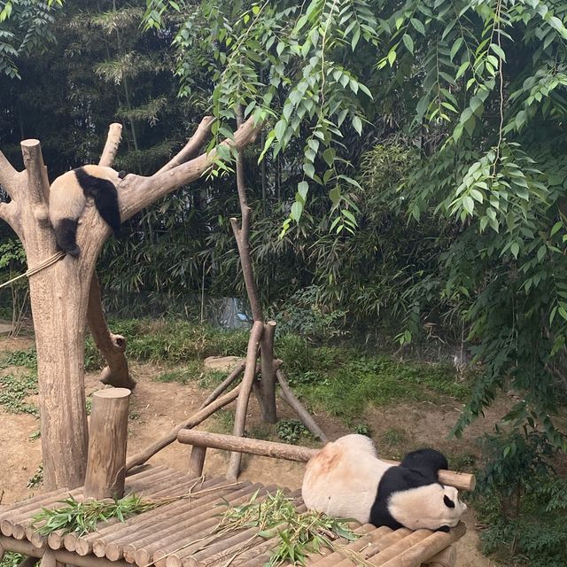 장미 가득한 에버랜드