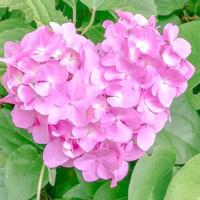 千葉県にあるおすすめの紫陽花寺