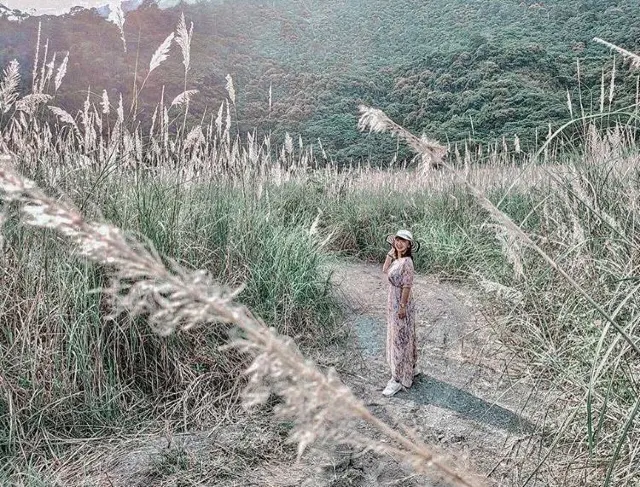 高雄龍頭山老鷹谷 芒草