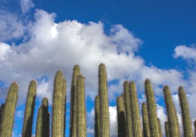 Moorten Botanical Garden