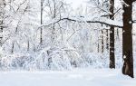 大雪山国立公園