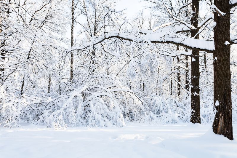 大雪山國立公園