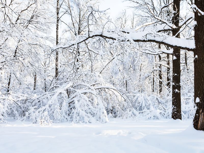 大雪山國立公園