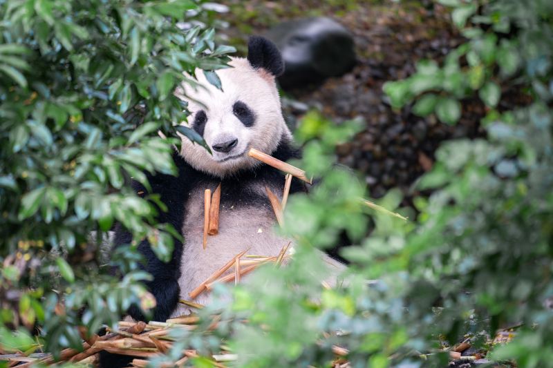 Bifengxia Panda Reserve