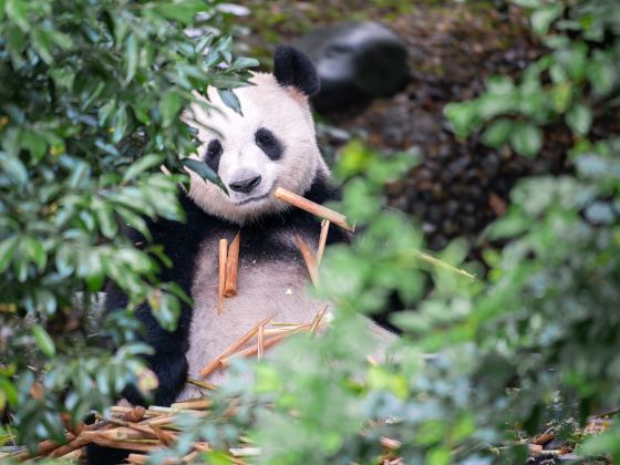 Bifengxia Panda Reserve