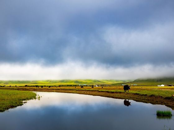 Hongyuan - Ruoergai Prairie