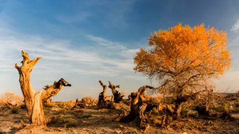 Yiwu Huyang Scenic Area attraction in Hami
