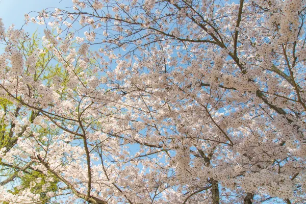 Vé máy bay Okinoshima TP. Hồ Chí Minh