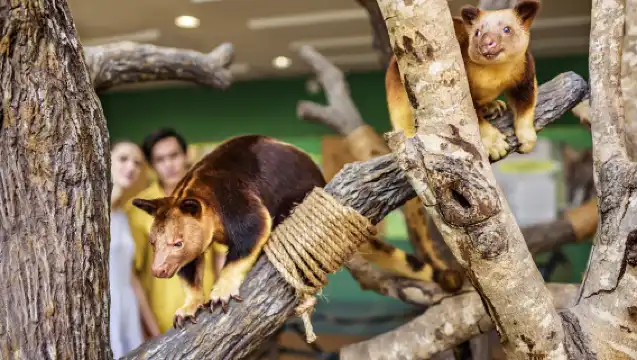Singapore Zoo 1-day tour [Daytime + River Safari + Night Safari/Daytime + Night Safari + Private Transfer]