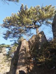 Songke Pine