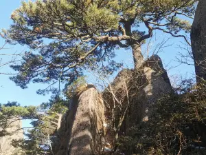 Songke Pine
