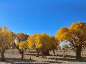 Populus Euphratica Forest Park