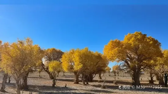 胡楊林風情園