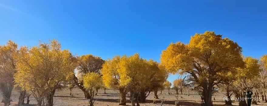 Populus Euphratica Forest Park
