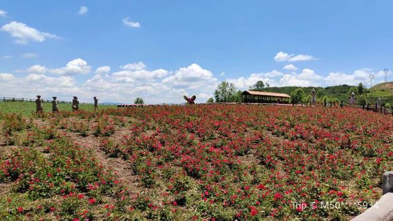 Youzui Bay Flower Sea