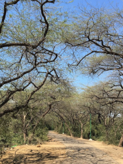 South Central Ridge Forest