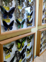 Insektenmuseum und Schmetterlingsfarm Steinhude