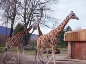 Bristol Zoo Project