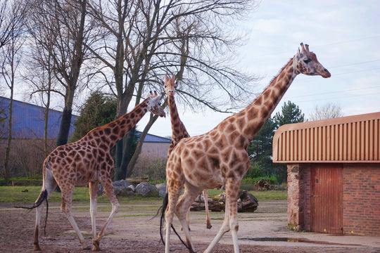 Bristol Zoo Project
