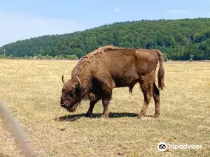 Valea Zimbrilor