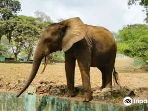 Zoo d'Abidjan