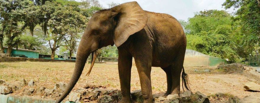 Zoo d'Abidjan